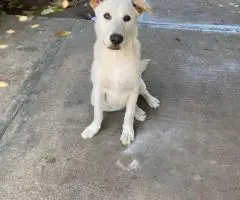 2 bonded male Shepsky puppies for sale
