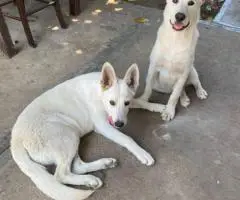 2 bonded male Shepsky puppies for sale