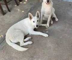 2 bonded male Shepsky puppies for sale