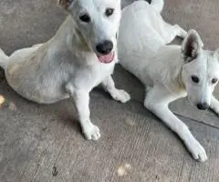 2 bonded male Shepsky puppies for sale