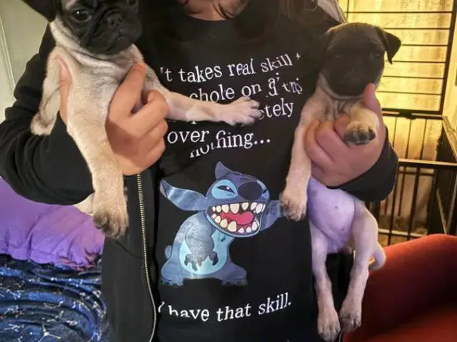 Pug puppies 2 males and 2 females