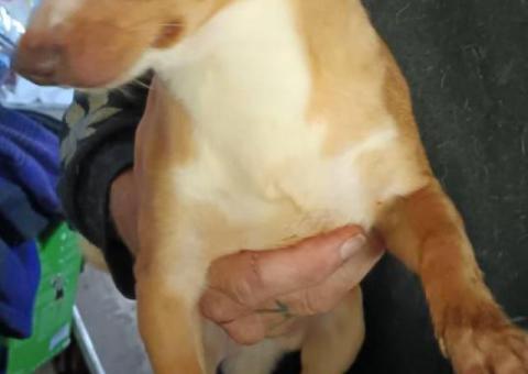 3 Beautiful Chiweenie puppies for sale