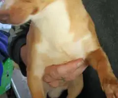 3 Beautiful Chiweenie puppies for sale