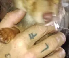 3 Beautiful Chiweenie puppies for sale