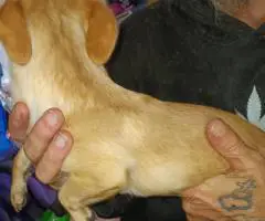 3 Beautiful Chiweenie puppies for sale
