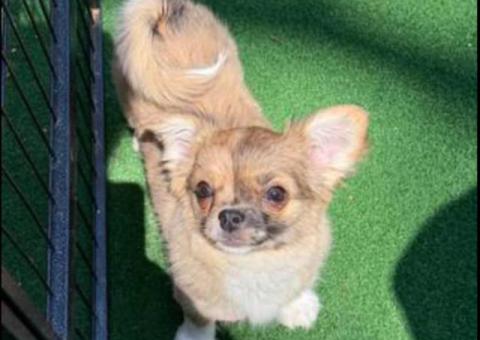 Teacup long hair Chihuahua puppies