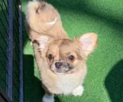 Teacup long hair Chihuahua puppies