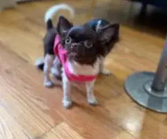 Teacup long hair Chihuahua puppies
