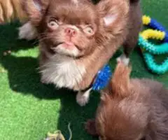 Teacup long hair Chihuahua puppies