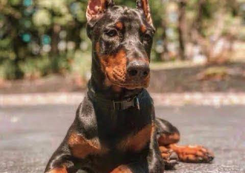 We are offering our puppy Liam and Jane out for sale.