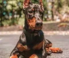 We are offering our puppy Liam and Jane out for sale.