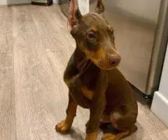 We are offering our puppy Liam and Jane out for sale.