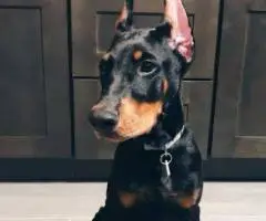 We are offering our puppy Liam and Jane out for sale.