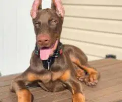 We are offering our puppy Liam and Jane out for sale.