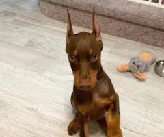 We are offering our puppy Liam and Jane out for sale.