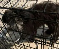 Khloe and Truffles looking for a new home