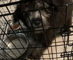 Khloe and Truffles looking for a new home
