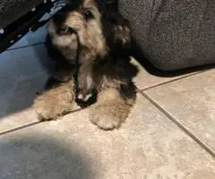 Khloe and Truffles looking for a new home
