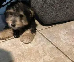 Khloe and Truffles looking for a new home