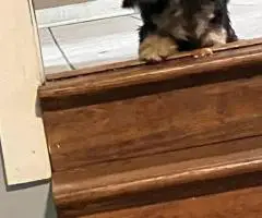 Khloe and Truffles looking for a new home