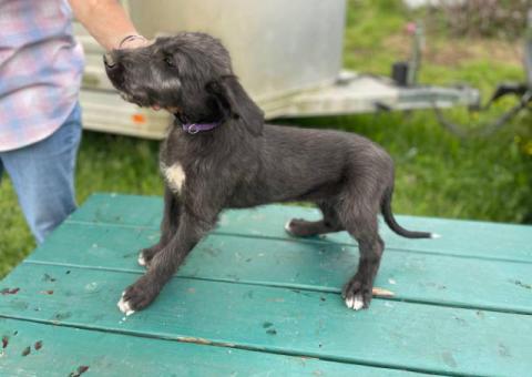 AKC Irish Wolfhound Puppies Ready for Loving Homes!
