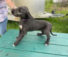 AKC Irish Wolfhound Puppies Ready for Loving Homes!