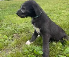 AKC Irish Wolfhound Puppies Ready for Loving Homes!