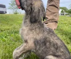 AKC Irish Wolfhound Puppies Ready for Loving Homes!