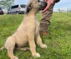 AKC Irish Wolfhound Puppies Ready for Loving Homes!