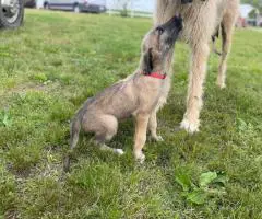AKC Irish Wolfhound Puppies Ready for Loving Homes!