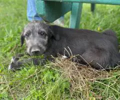AKC Irish Wolfhound Puppies Ready for Loving Homes!