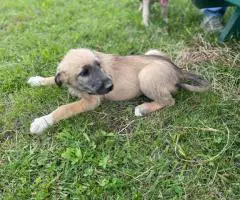 AKC Irish Wolfhound Puppies Ready for Loving Homes!