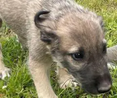 AKC Irish Wolfhound Puppies Ready for Loving Homes!