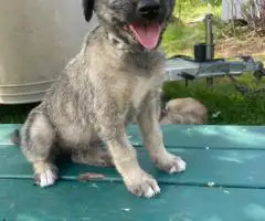 AKC Irish Wolfhound Puppies Ready for Loving Homes!