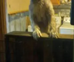 AKC Irish Wolfhound Puppies Ready for Loving Homes!