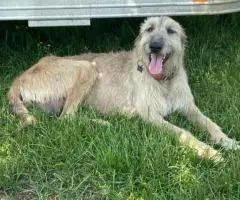 AKC Irish Wolfhound Puppies Ready for Loving Homes!