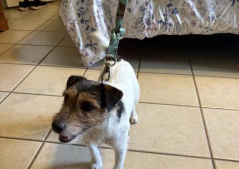 Male JRT puppy ready for a new home