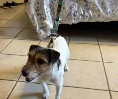 Male JRT puppy ready for a new home