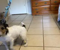 Male JRT puppy ready for a new home