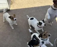 Male JRT puppy ready for a new home