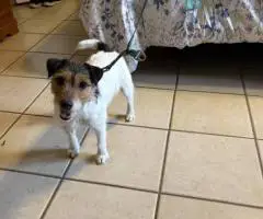 Male JRT puppy ready for a new home