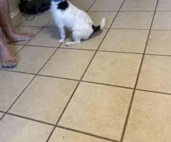 Male JRT puppy ready for a new home
