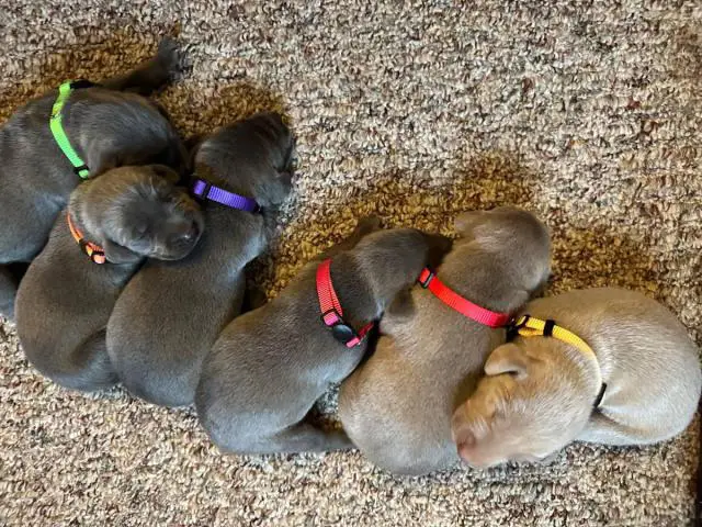 Weimaraner Puppies for Sale – Ready July 19th
