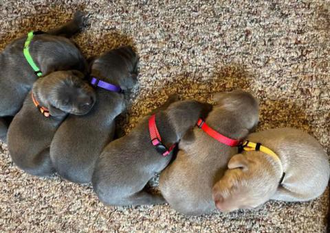 Weimaraner Puppies for Sale – Ready July 19th