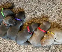 Weimaraner Puppies for Sale – Ready July 19th
