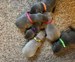 Weimaraner Puppies for Sale – Ready July 19th
