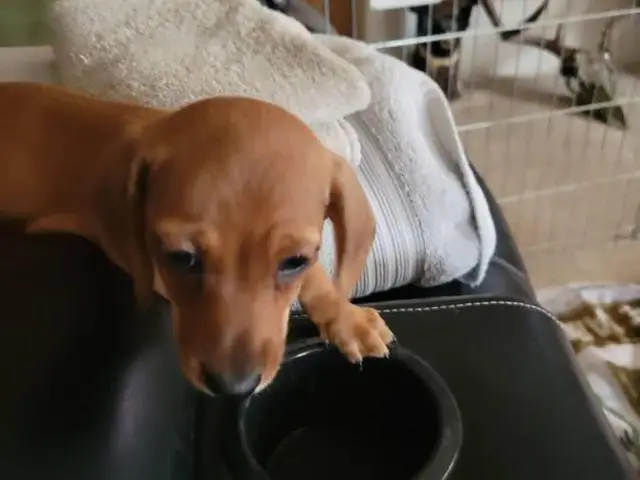 Female Dachshund puppy