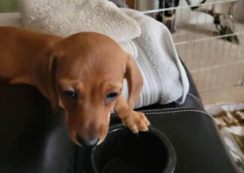 Female Dachshund puppy