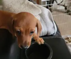 Female Dachshund puppy