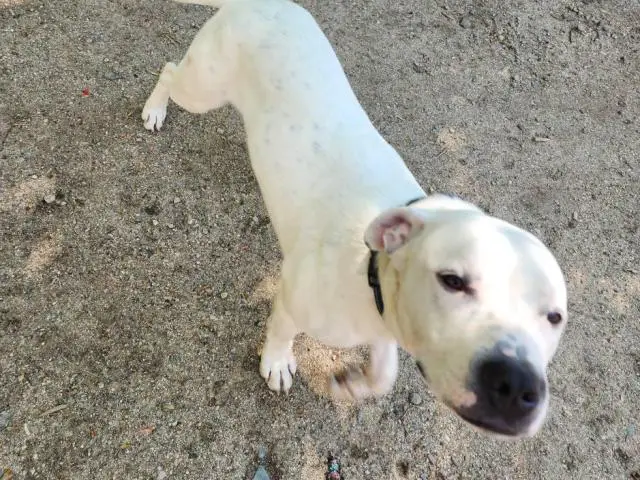 Rehoming 10-Month-Old Male Pitbull